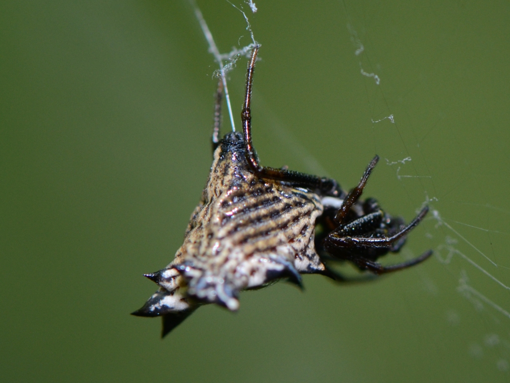 Spider with Spikes On Back